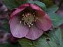 Helleborus orientale Apricot